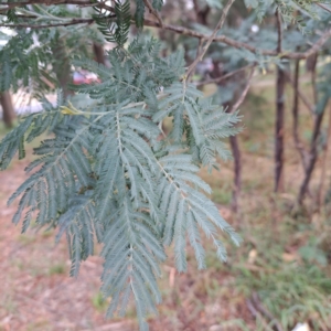 Acacia dealbata at Hackett, ACT - 30 Apr 2024 02:48 PM