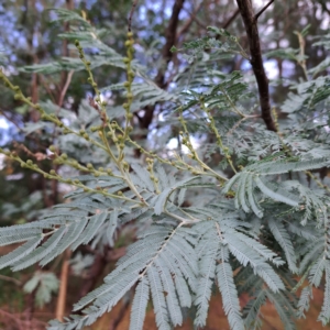 Acacia dealbata at Hackett, ACT - 30 Apr 2024 02:48 PM