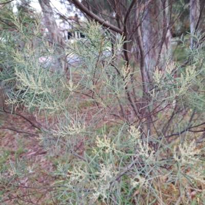 Acacia boormanii (Snowy River Wattle) at Hackett, ACT - 30 Apr 2024 by abread111