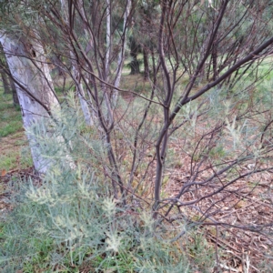 Acacia boormanii at Hackett, ACT - 30 Apr 2024 02:47 PM