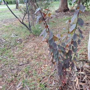 Prunus cerasifera at Hackett, ACT - 30 Apr 2024 02:47 PM