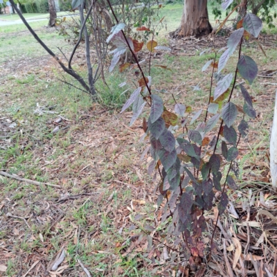 Prunus cerasifera (Cherry Plum) at Hackett, ACT - 30 Apr 2024 by abread111
