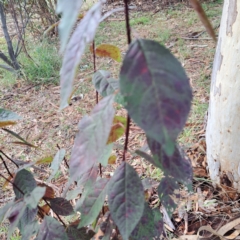 Prunus cerasifera at Hackett, ACT - 30 Apr 2024 02:47 PM