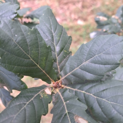 Quercus robur (English Oak) at Hackett, ACT - 30 Apr 2024 by abread111