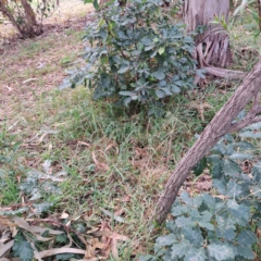 Quercus robur at Hackett, ACT - 30 Apr 2024