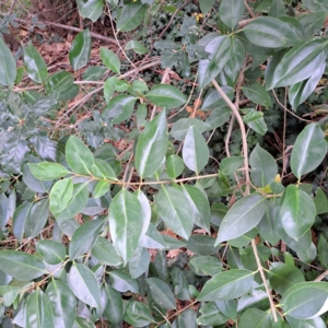 Ligustrum lucidum at Hackett, ACT - 30 Apr 2024 02:43 PM