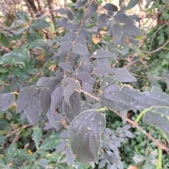 Celtis australis (Nettle Tree) at Hackett, ACT - 30 Apr 2024 by abread111