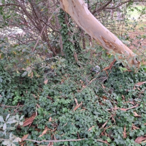 Hedera hibernica at Hackett, ACT - 30 Apr 2024