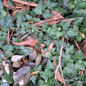 Hedera hibernica at Hackett, ACT - 30 Apr 2024