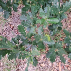 Quercus robur (English Oak) at Hackett, ACT - 30 Apr 2024 by abread111