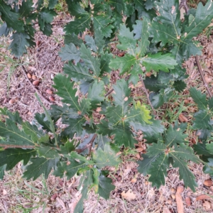 Quercus robur at Hackett, ACT - 30 Apr 2024