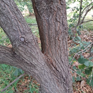 Quercus robur at Hackett, ACT - 30 Apr 2024