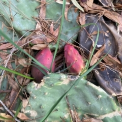 Opuntia sp. (Prickly Pear) at Bruce, ACT - 25 Apr 2024 by JohnGiacon