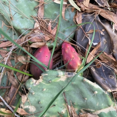 Opuntia sp. (Prickly Pear) at Bruce, ACT - 25 Apr 2024 by JohnGiacon