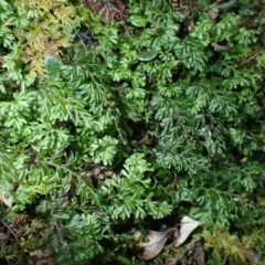Hymenophyllum cupressiforme (Common Filmy Fern) at Kiora, NSW - 23 Apr 2024 by plants