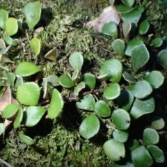 Pyrrosia rupestris (Rock Felt Fern) at Deua River Valley, NSW - 23 Apr 2024 by plants