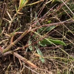 Digitaria sanguinalis (Summer Grass) at Emu Creek - 24 Apr 2024 by JohnGiacon
