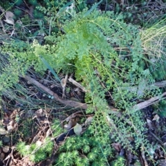 Lindsaea microphylla (Lacy Wedge-fern) at Kiora, NSW - 23 Apr 2024 by plants