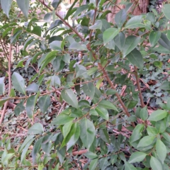 Ligustrum lucidum (Large-leaved Privet) at Watson, ACT - 30 Apr 2024 by abread111