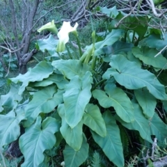 Zantedeschia aethiopica (Arum Lily) at Congo, NSW - 23 Apr 2024 by plants