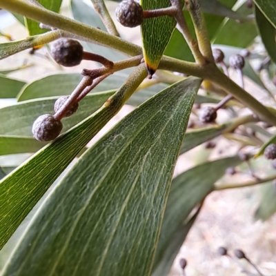 Acacia melanoxylon (Blackwood) at Watson, ACT - 30 Apr 2024 by abread111