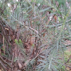 Acacia boormanii at Hackett, ACT - 30 Apr 2024