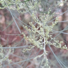 Acacia boormanii at Hackett, ACT - 30 Apr 2024