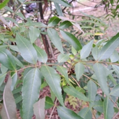 Fraxinus angustifolia subsp. angustifolia (Desert Ash) at Hackett, ACT - 30 Apr 2024 by abread111