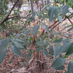 Celtis australis (Nettle Tree) at Hackett, ACT - 30 Apr 2024 by abread111