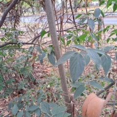 Celtis australis at Hackett, ACT - 30 Apr 2024 02:32 PM