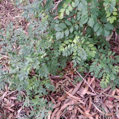 Fraxinus angustifolia subsp. angustifolia (Desert Ash) at Watson, ACT - 30 Apr 2024 by abread111