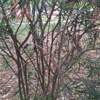 Callistemon sp. (A Bottlebrush) at Hackett, ACT - 30 Apr 2024 by abread111