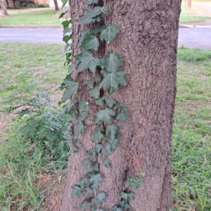 Hedera helix at Hackett, ACT - 30 Apr 2024