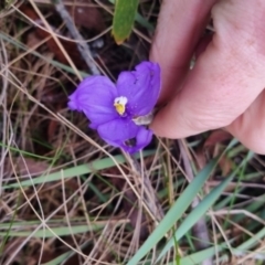 Patersonia sericea var. sericea (Silky Purple-flag) at Monga, NSW - 30 Apr 2024 by clarehoneydove