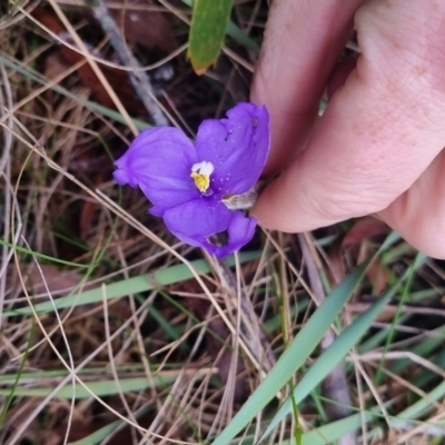 Patersonia sericea var. sericea (Silky Purple-flag) at Monga, NSW - 30 Apr 2024 by clarehoneydove