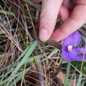 Patersonia sericea var. sericea at Mongarlowe River - 30 Apr 2024 04:26 PM