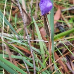 Patersonia sericea var. sericea at Mongarlowe River - 30 Apr 2024 04:26 PM