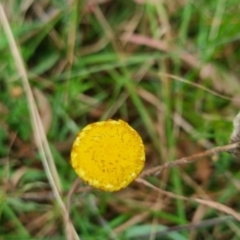 Coronidium gunnianum (Gunn's Everlasting) at QPRC LGA - 30 Apr 2024 by clarehoneydove