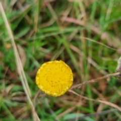 Unidentified Daisy at QPRC LGA - 30 Apr 2024 by clarehoneydove