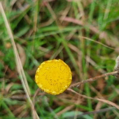 Coronidium gunnianum (Gunn's Everlasting) at QPRC LGA - 30 Apr 2024 by clarehoneydove