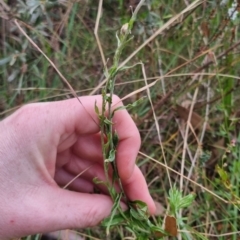 Coronidium gunnianum at QPRC LGA - 30 Apr 2024