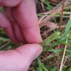 Coronidium gunnianum at QPRC LGA - 30 Apr 2024