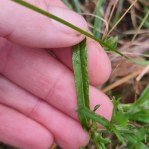 Coronidium gunnianum at QPRC LGA - 30 Apr 2024