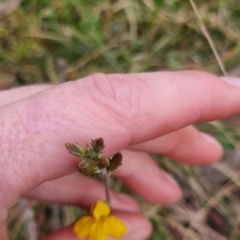 Goodenia bellidifolia subsp. bellidifolia (Daisy Goodenia) at Monga National Park - 30 Apr 2024 by clarehoneydove