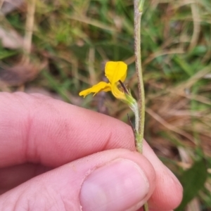 Goodenia bellidifolia subsp. bellidifolia at QPRC LGA - 30 Apr 2024