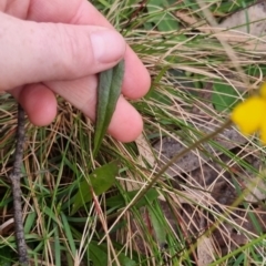 Goodenia bellidifolia subsp. bellidifolia at QPRC LGA - 30 Apr 2024