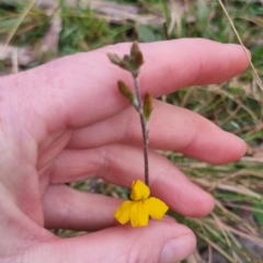 Goodenia bellidifolia subsp. bellidifolia at QPRC LGA - 30 Apr 2024