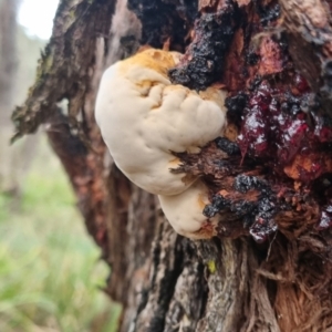 zz Polypore (shelf/hoof-like) at QPRC LGA - 30 Apr 2024 04:29 PM