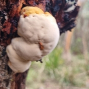 zz Polypore (shelf/hoof-like) at QPRC LGA - 30 Apr 2024 04:29 PM