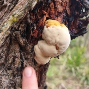 zz Polypore (shelf/hoof-like) at QPRC LGA - 30 Apr 2024 04:29 PM